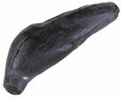 Fossil Sperm Whale Tooth - South Carolina #63554-1